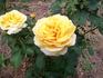 Brother Sun rose photo