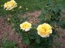 Brother Sun rose photo