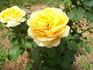 Brother Sun rose photo