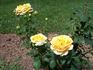 Brother Sun rose photo