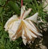 Albert Hoffmann rose photo