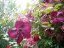Kermesina clematis photo