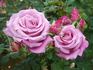 Athyspoon rose photo