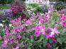 Inspiration clematis photo