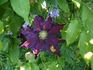 The Vagabond clematis photo