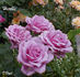 Herbie rose photo