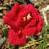 Forty-niner rose photo
