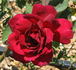 Nocturne rose photo
