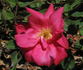 Madame Antoine Rébé rose photo