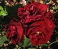 Red Pinocchio rose photo