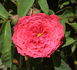 Coral Hume rose photo