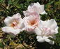 Whisper rose photo