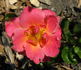 Diana Cant rose photo