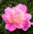 Cameo peony photo