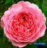 Gruppenkönigin rose photo
