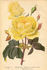 Perle de Lyon rose photo
