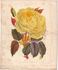 Perle de Lyon rose photo