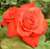 Cajun Spice rose photo