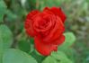 Cajun Spice rose photo