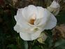 Geschwister Scholl rose photo