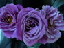 Angel Face, Cl. rose photo
