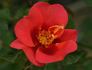 Babel Babylon rose photo