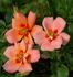 Babel Babylon rose photo