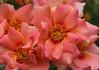 Babel Babylon rose photo