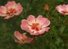 Eridu Babylon rose photo