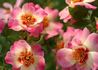Eridu Babylon rose photo