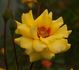 Strabo Babylon rose photo