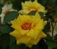Strabo Babylon rose photo