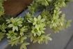 Pixie clematis photo