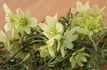 Pixie clematis photo