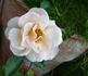 Elegante Edith rose photo