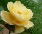Elegante Edith rose photo