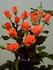 Alegria rose photo