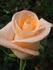 Avanti rose photo