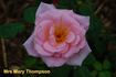 Mrs. Mary Thomson rose photo
