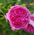 Manette rose photo