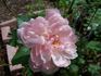 Lisette rose photo