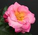 Fitzhugh's Diamond rose photo