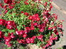 RSM I2  rose photo