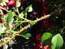 RSM I2  rose photo