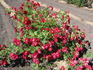 RSM I2  rose photo