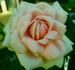 Gloaming rose photo