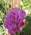 Melodie Parfumée, Cl. rose photo