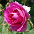 Melodie Parfumée, Cl. rose photo