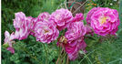 Melodie Parfumée, Cl. rose photo