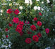 Love 'Ya Dad rose photo